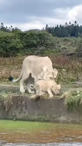#funnyanimal #lions 