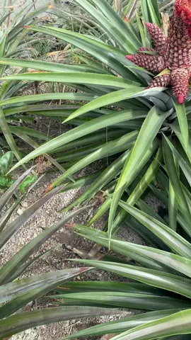 Khóm phụng.