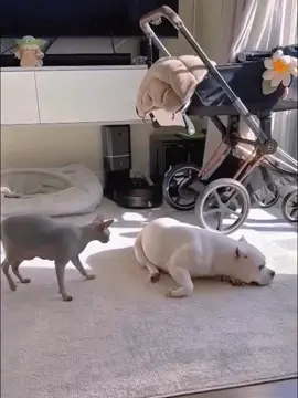 Cat bullies dog #fyp #foryou #funnycat #catsoftiktok #cat #funnytiktok 
