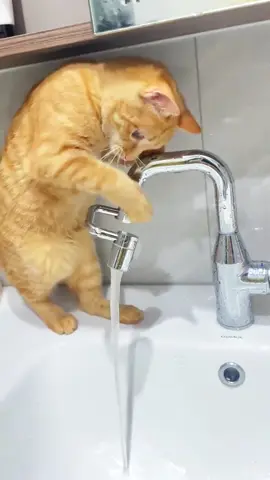 My baby is so smart, he turns on the tap to drink 🐈🐈🐈‍⬛❤️😍😍😍#cute #baby #cat 