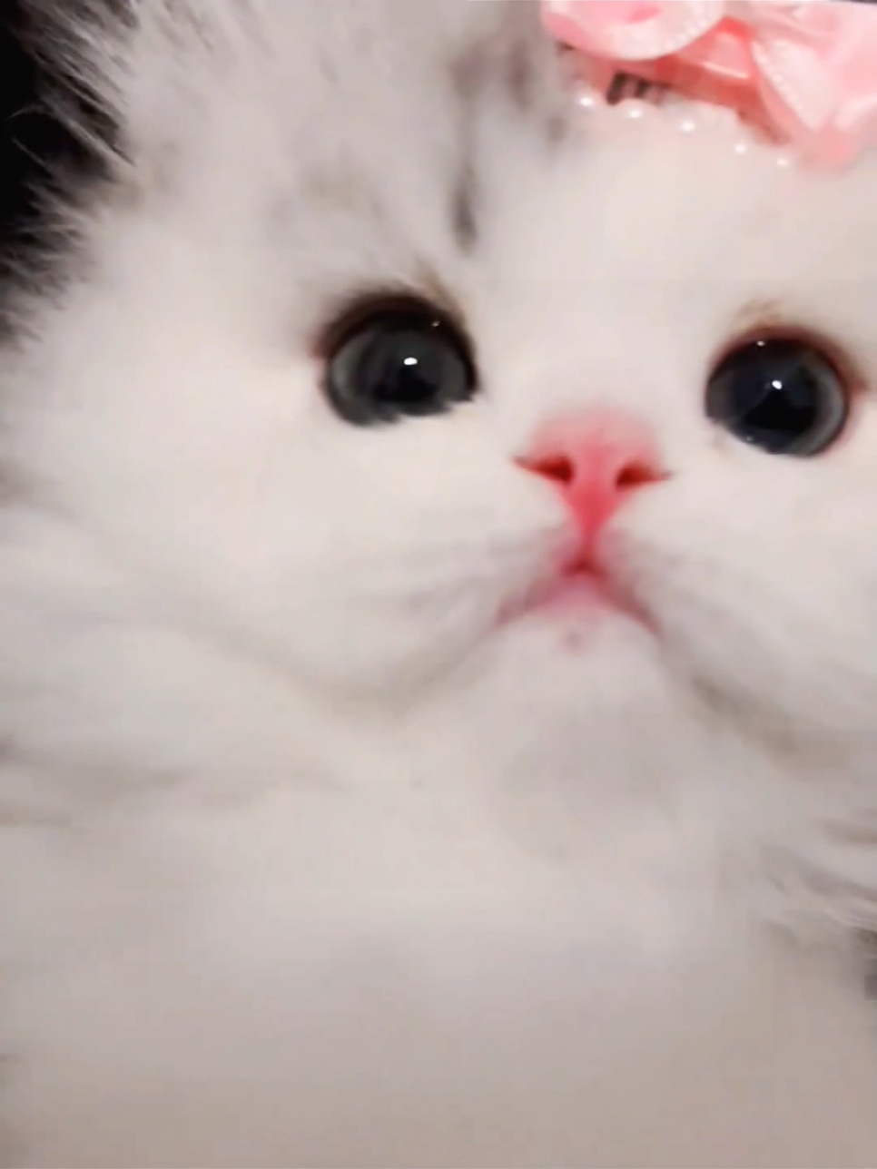 #cutecat #kitty #cuteanimals #funnycat #foryoupage 