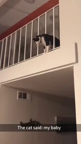 The cat and its toys #animals #funny #fyp #PetsOfTikTok #funnytiktok #catsoftiktok #cat 