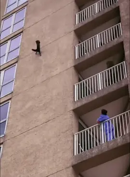 The cat fell from a great height😂😂🤣#funny #fyp #foryou #tiktok #funnycat #fyppppppppppppppppppppppp 