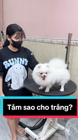 TẮM LÀM SAO CHO NÓ TRẮNG??? #pomeranian #pom #phocsoc #bichon #poodle #tiktok #trending #trend #xyzbca #xuhuong #xuhuongtiktok #viral #viralvideo #fyp #foryou #foryoupage #vuinhon #funny 