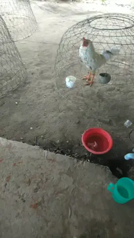 #aeđaga🐓 🤣🤣