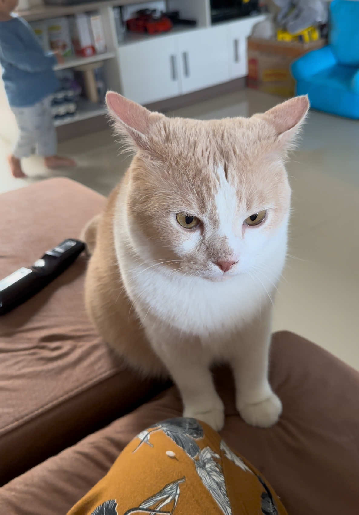 Biasa main tiap hari 15 menit ini dari kemaren ga main, jadi galau ya bang huhu