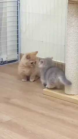 #cat #cutecat #funnycat #catsoftiktok #kitty 