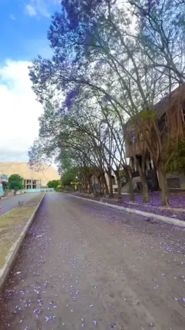 هل عندك ذكريات في هاذي الجامعه #إب_قلبي💚 #اصرف_نضر_وشبع_قهر😎 #الحياه_احلامعك #سليمان_النمر #محمد_العماد #اليمن🇾🇪 #مناضر_طبيعيه #اكسبلور #تصميمي❤️ 