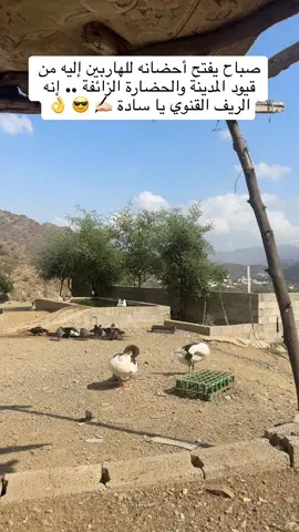 #صباحكم_أحلى_صباح🌹🌹 #أرياف #وقره #قنا #الشعب_الصيني_ماله_حل😂😂 