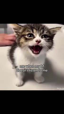 cus why arent u listening to me 😾 #gf #girlfriend #bf #boyfriend #Relationship #relatable #couple #couplestiktok #catcouple #cutecat #catmeme #catdrinking #cat #kitten #kitty #meow #kittykanajo #ilovemybf #ilovemygf #onthisday 