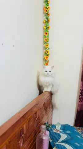 🥹❤️#tiktok #viral #tiktokviral #foryou #cat #cutecat #pet #meow #catsoftiktok #fyfyfyfy #_a_mim7 #tiktokbangladesh🇧🇩 