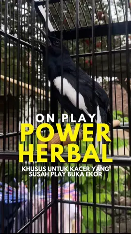 On play power kacer vitamin untuk kacer yang banyak jeda dan juga kacer yang nyiblek saat ketemu lawan, tentunya dengan di imbangi dengan rawatan yang tepat. Vitamin burung on play power herbal ini belum banyak yg tau dan kalian wajib coba. 🙏 #kacer #kacermaniaindonesia #kacergacor #kacermania #kacerjuara #kacerbagong #vitaminburung #promoguncang11 