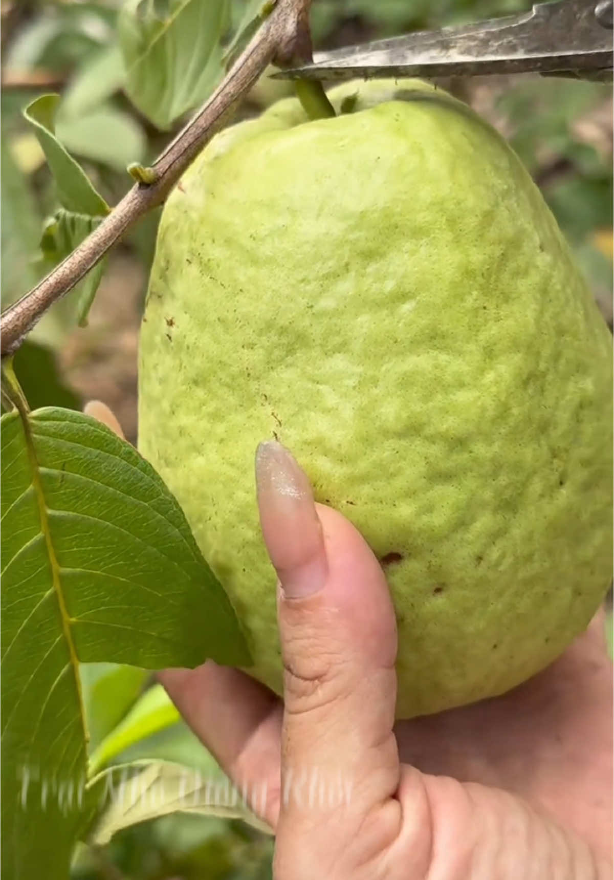 Mời cả nhà cùng thu hoạch ổi ạ🍐 #xuhuong #dcgr #xuhuongtiktok #thuhoach #ổi 