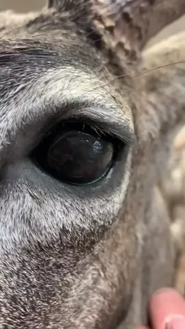 Deer Eyes 👀 #fyp #LearnOnTikTok #viral #video #foryou #new #amazing #fact #factflare #factocean #interesting #information #viralvideo #foryoupage 