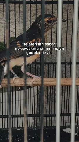 trotol fighter? #muraibatuindonesia 