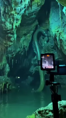 Strange creatures caught on camera in the south pacific ocean 😱😱😱 #weirdcore #weirdanimals #deepsea #mermaids #scary #ocean #creepycreatures 