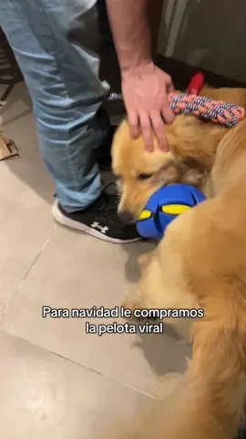 Probando la pelota viral que le dimos para navidad🎄🤩 le encanto y a su hermano Andy tambien😍  #goldenretriever #viralball #pelotaviral #pelotaparaperros #dogsoftiktok #funny #navidad #regalos #regalosdenavidad #familia #fyp #paratiiiiiiiiiiiiiiiiiiiiiiiiiiiiiii 