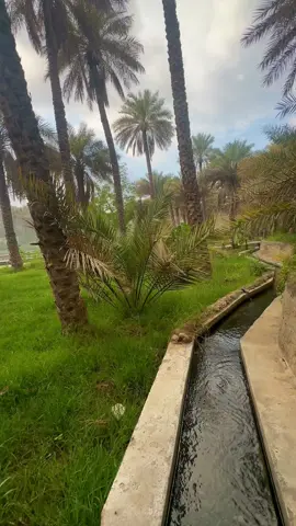 العرقوب 🌴🍃 #سمائل #fyp #CapCut #اكسبلورexplore #عمان🇴🇲 #سلطنة_عمان #عمان🇴🇲 #سمائل #السعودية #امطار #طبيعة #طمأنينة #ولاية_سمائل #قرآن #محمد_ايوب #عبدالله_خياط_رحمه_الله #فلج #افلاج 