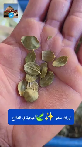 اوراق السدر للعلاج الروحاني ولعلاج وتحصين 🍃✨️📿😍 #الزاوية_الروحانية #منبع_الحكمة #الجواد_الملوك  #ولاد_الحال #ولاد_الحال#المغرب #فرنسا #اسبانيا #الجالية_المغربية #فك_السحر #الكشف_عن_السحر #امريكا #لندن #اوروبا #السويد #الدنيمارك #النرويج #المانيا #بولندا #سويسرا #لندن #العالم #انجلترا #المغرب #فرنسا #اسبانيا #الجالية_المغربية #فك_السحر #الكشف_عن_السحر #امريكا #لندن #اوروبا #السويد #الدنيمارك #النرويج #المانيا #بولندا #سويسرا #لندن #العالم #انجلترا #سنغفورا #كوريا #اللمانيا #منبع #الحكمة #كندا