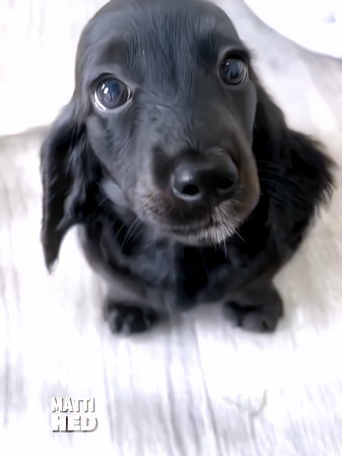 so cutee #dog #cutedog #cutedogs #dogedit #edit #fyp #virall #fypシ゚virall #tiktok 