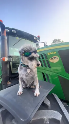 #johndeere #agri #agriculture #schnauzer #minischnauzer  #mullethaircut 
