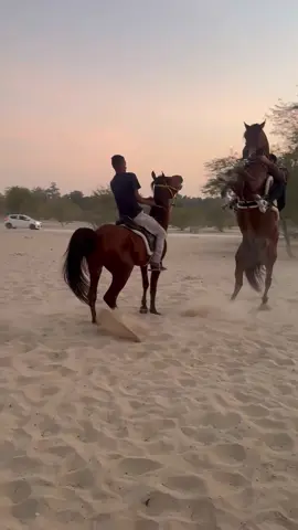 سهم ابن جونيوس جوي ﷼شملان ابن جاوي الغدراء 🫡🤍 ربي يبارك في حلالنا 💛 #مشروع_حجز_الرمال #الاحساء 