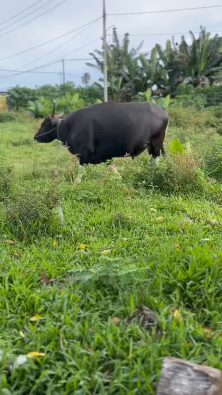 #malukuutara #ternate #sapilokal #peternaksapimuda #semakinhitamsemakinmahal #sapibalijumbo