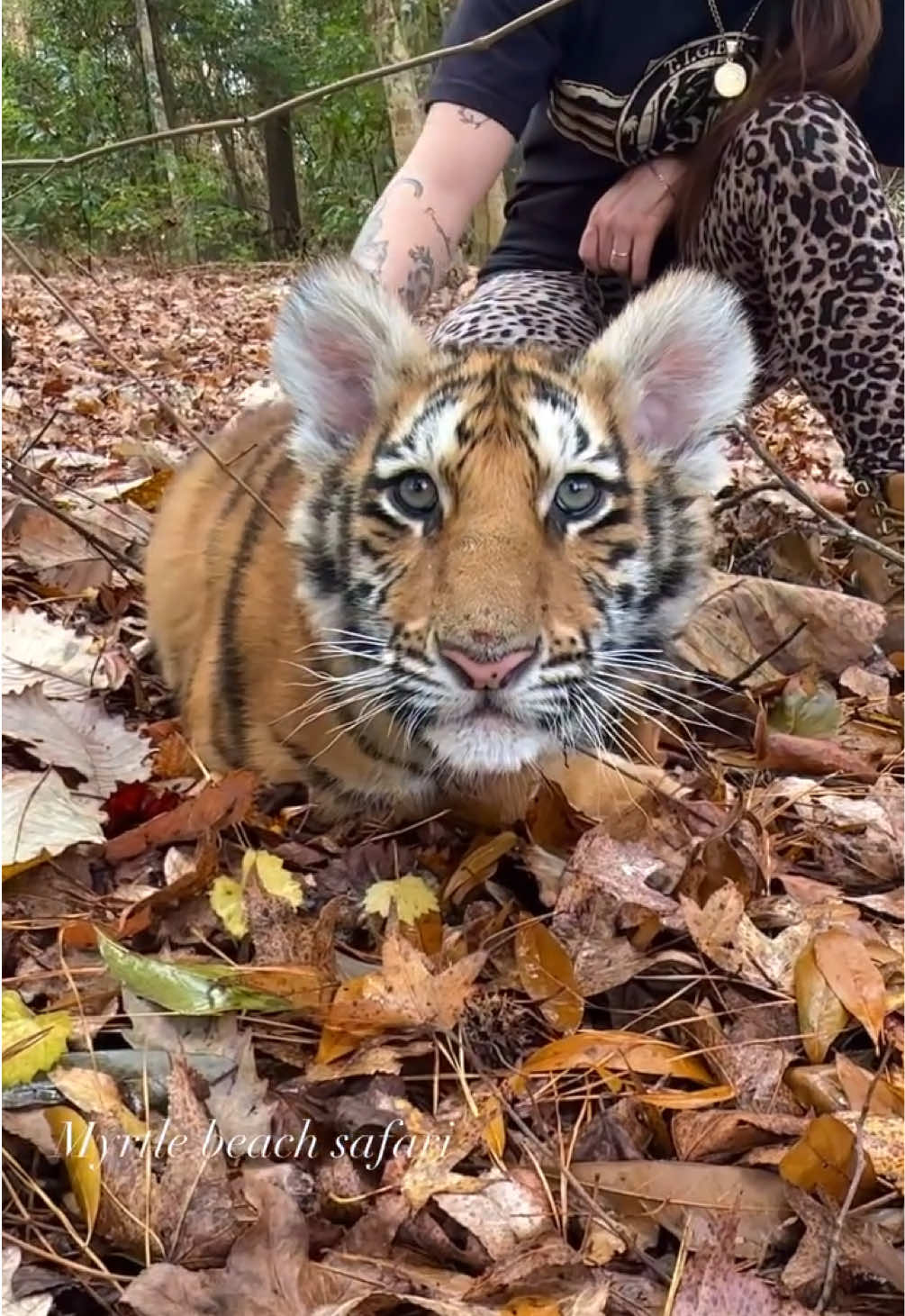 Wait for it….. then pounce on em!🐯😍❤️ • • • #tiger #savethetigersavetheworld #tigers #exoticanimals #bigcats #riolilly #myrtlebeach #myrtlebeachsafari #peaceandlove #bengaltiger #tigerlover #animals #animalsaddict #babytiger #baby #babies #babyanimals #tigercub #cubs 