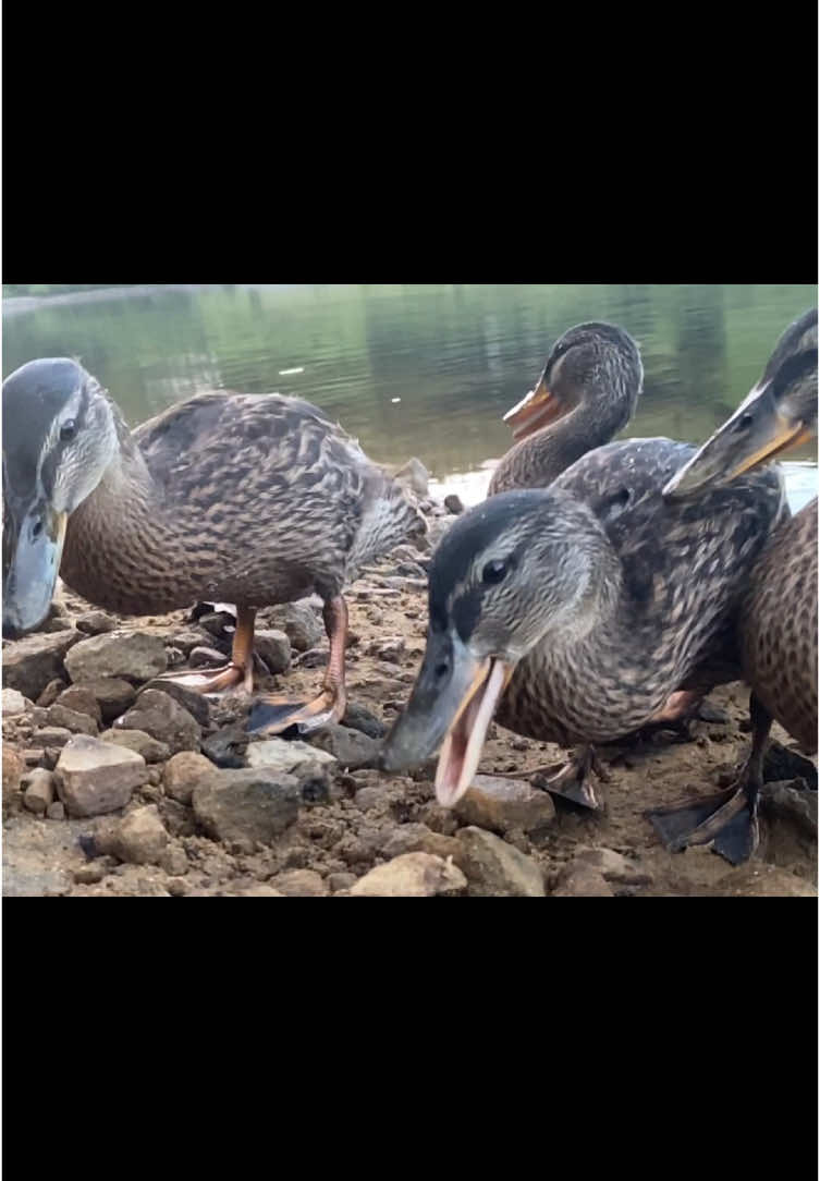 People are probably bored of hearing this now but surely not bored of ducks 🦆 #bigbird #fyp #ducks #daily #viralsong #slowmotion #explore #entertainment #adventure 