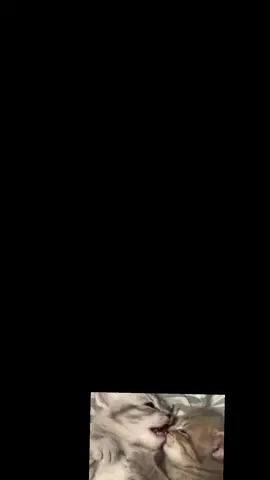 #CapCut🫢🫢🫢🫢🫢🫢##CapCu🤫🥱🤭 