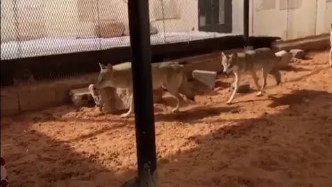 #قطيع الذئاب وهي ذئاب الرعن البيور #مخاوي_الذيابه111 #أكسبلور #wolf #الحدود_الشماليه #اكسبلورexplore #اكسبلوووور #wolf #ذئاب_الرعن #ذيابه #مخاوي_الذيابه #الذئب #ذيابه #ماشاءالله #محمد_بن_سلمان_حبيب_الشعب #الامير_ناصر_بن_نواف_ال_سعود #ولي_العهد #الفهد_الصياد #جال_الرعن #الشيتاء #مخاوي_الذيابه111  🇸🇦💚👋🏻