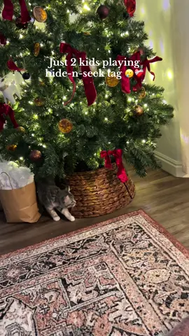 This is an every day occurrence 🥹💕 #kitten #catsoftiktok #catlover #fyp #parentsoftiktok #love #momsoftiktok #momtok 