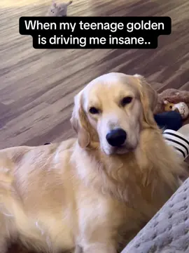 Because who told you to be this cute!?!? 😭🥹💙✨ #goldenretrieverlife #goldensoftiktok #goldenretriever #golden #dogsoftiktok #loveyou #fy #fypシ #fyp 