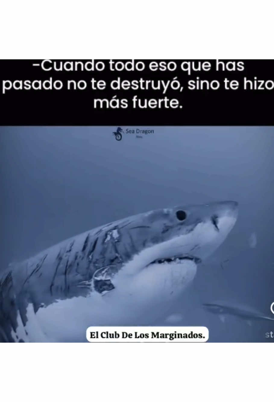 🦈🦈🦈🦈. #ElClubDeLosMarginados #ECDLM #bando #bandolife🥷💸 #sadvibes #frases #bandolife🥷💸 #veinti3rd #veinti3 #tiburon 