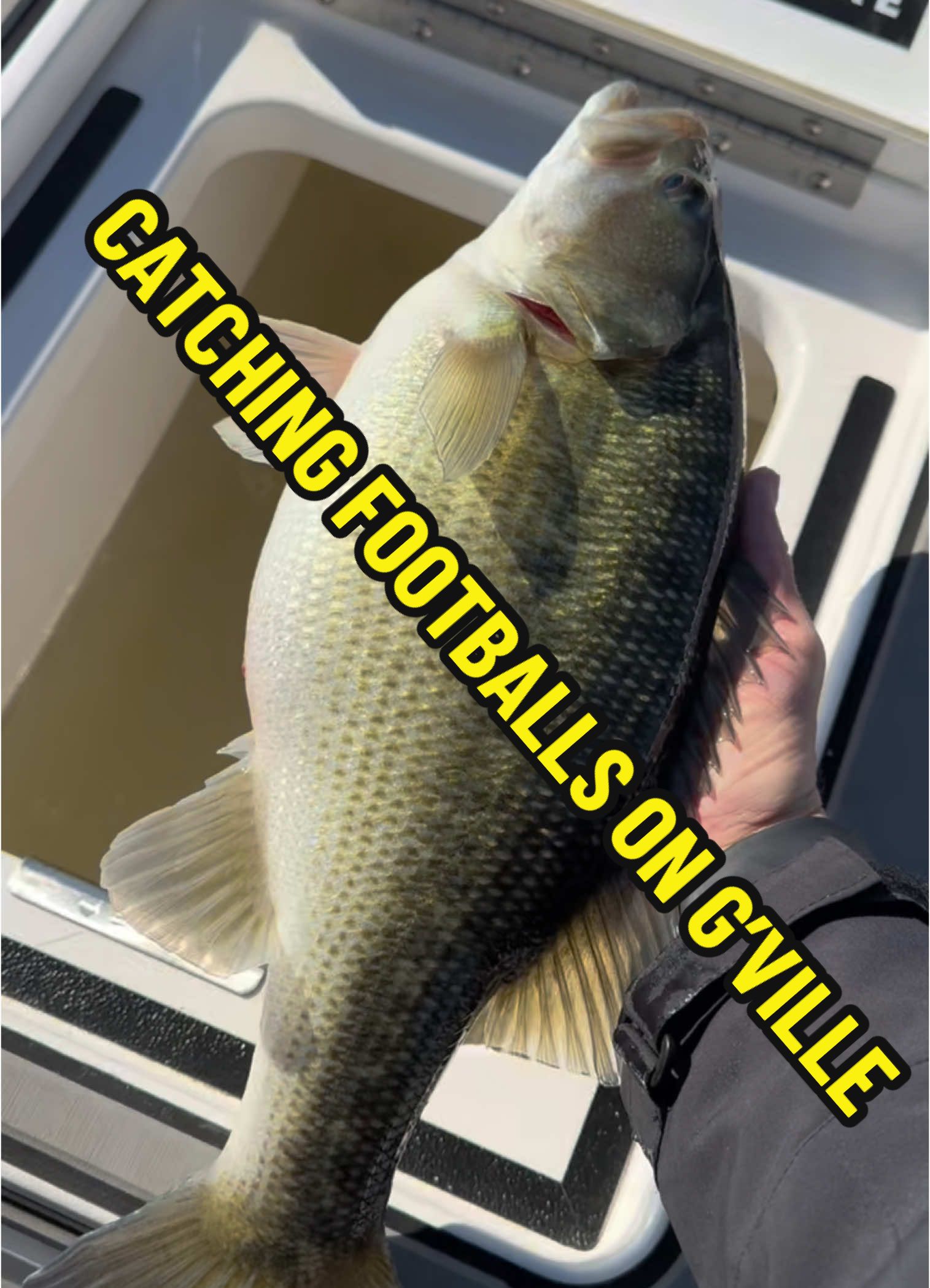 Gville has been producing some big spotted bass lately!! Caught this 4lber along with some 3s! So fun!🏈 #nordbye #fishingwithnordbye #nordbyefishing #fishing #bassfishing #bigbass #lake #lakelife #water #boat #boating #boatlife #bassboat #godisgood #flipping #sunset #fish #fisherman #angler #rippinlips #garminlivescope #thumpgel