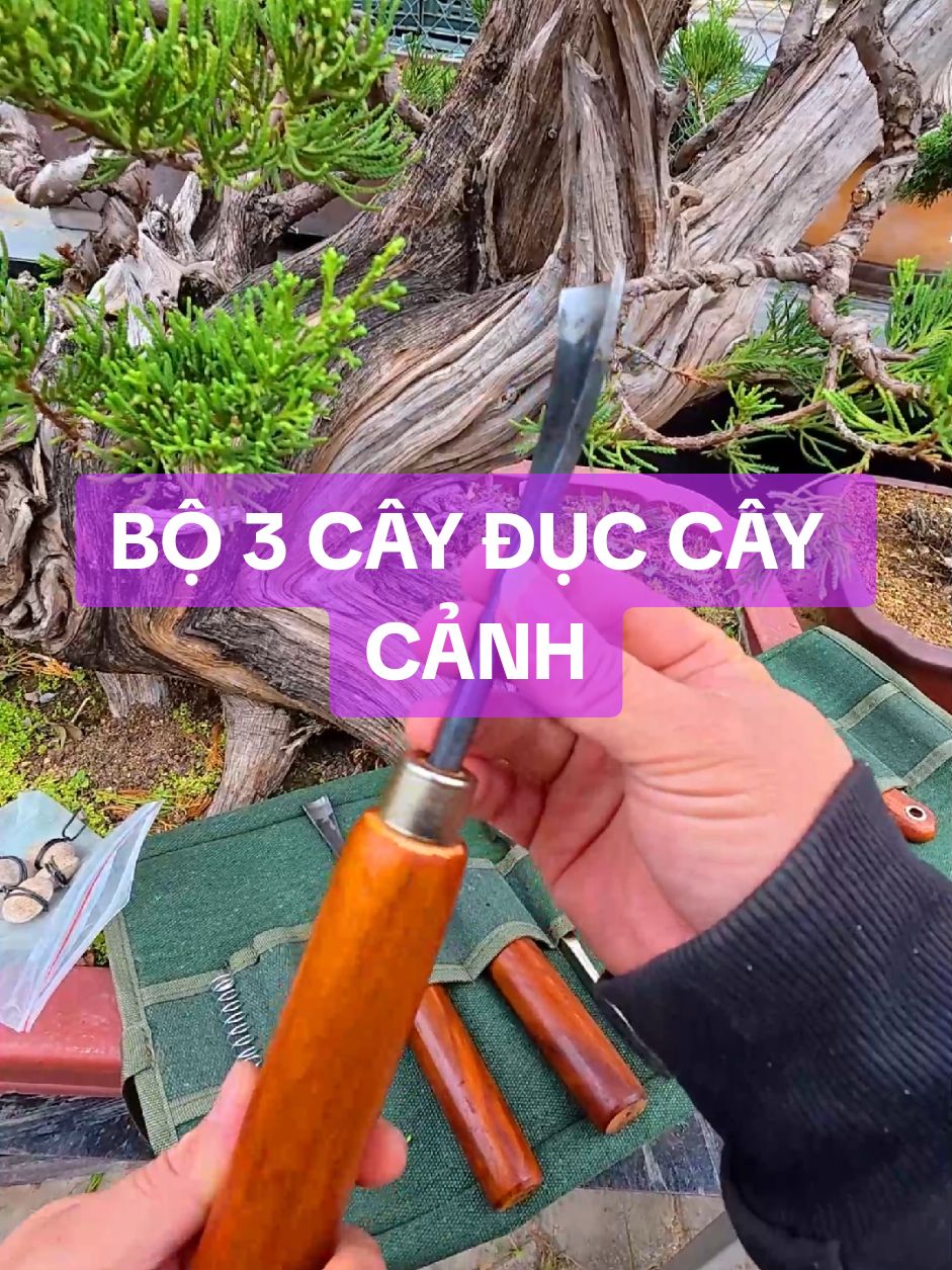 Bộ 3 cây đục, mũi đục từ nhíp ô tô cứng cáp và sắc bén cho việc tạo tác cây cảnh bonsai #bonsaishop #dungcubonsai #dungcucaycanh 