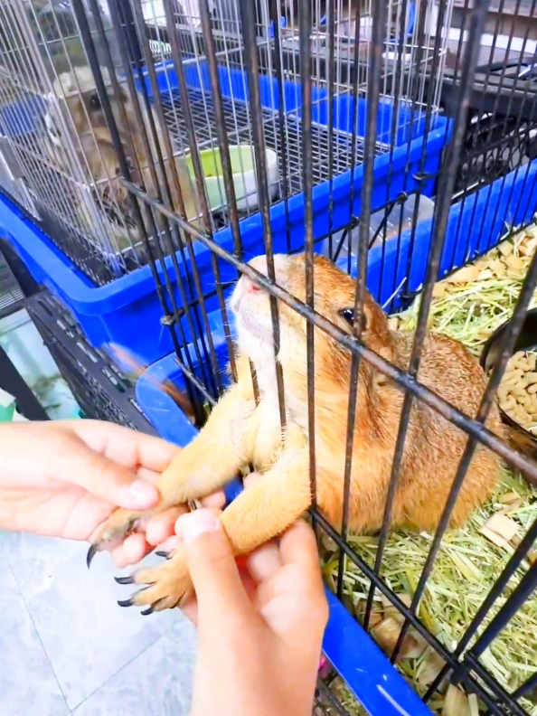 #viral  #fypage  #viral_video  #tranding  #unfrezzmyaccount 