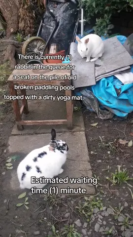 #fyp #rabbit #rabbitsoftiktok #bunnies #bunny #pets #bunniesoftiktok #rabbits #cute #cutest #floofy #animals 
