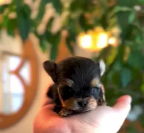 Tiny Yorkshire terrier😋🎄🐾💋💝🐶 #tiny #yorkshireterrier #yorkshire #terrier #yorkie #yorkiesoftiktok #yorkies #yorkielover #yorkiepuppy #viral_video #viralvideos #trendingvideo #worldwide 