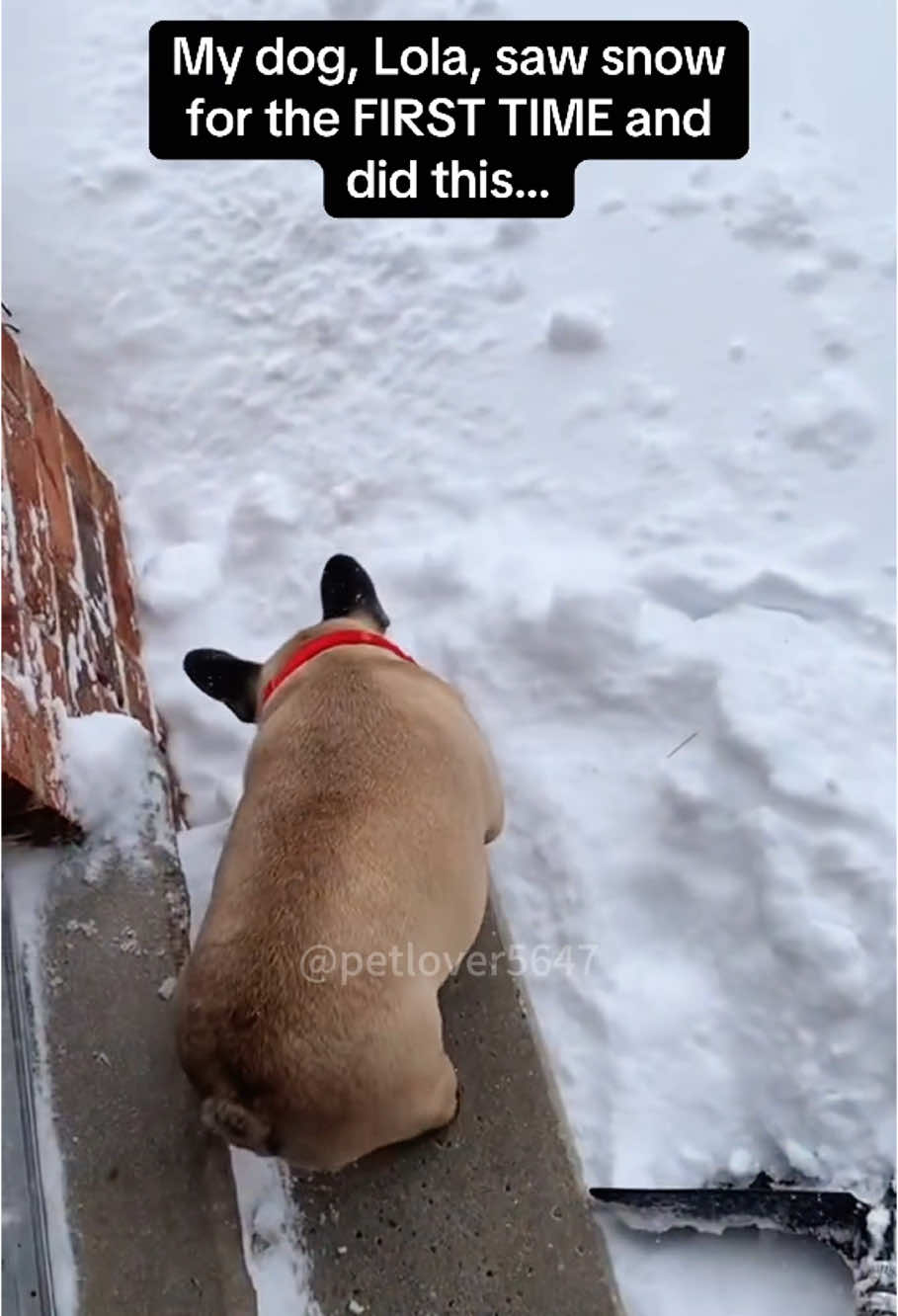 Dog and Snow#fyp #cat #cats #catsoftiktok #funny #pet 