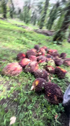 #petaniindonesia🇮🇩🇮🇩🇮🇩🌿🌿 #petanisawitindonesia🇮🇩 #sawitontiktok #bos #riau 