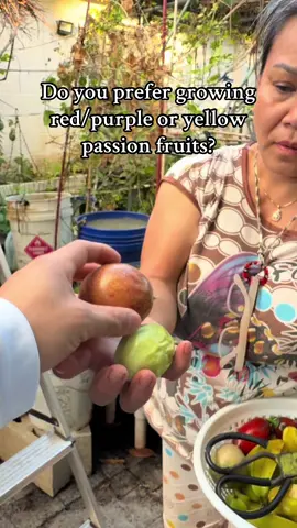 We want to know! Do you guys prefer red/purple or yellow passion fruits? #passionfruit #garden 