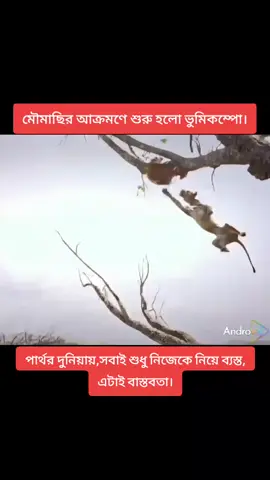 মৌমাছির আক্রমণ, আব্দুর রহমান সঞ্জয়পুর ক্লাব পাড়া #foryou #viralvideo #trending #viraltiktok #viral #video 