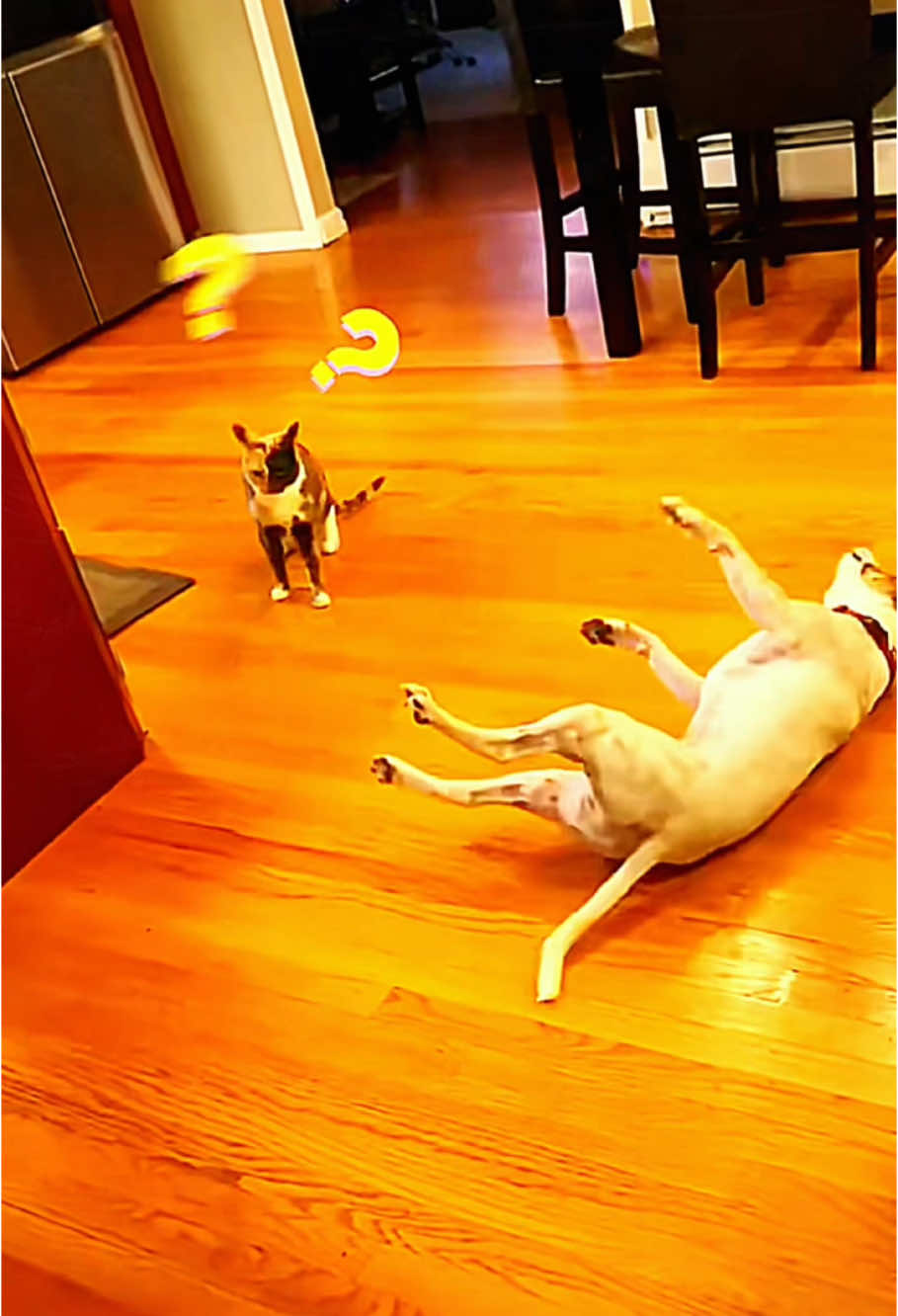 Dog always bullied by cat #cute #dog #us #usa🇺🇸 #cat #usa_tiktok #fyp 