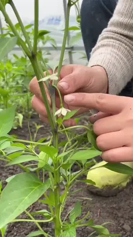 #creatorsearchinsights pruning #seo Natural pesticide for plants #GardeningHacks #SustainableLiving #UrbanGardening #PlantCare #GardeningTips #EcoFriendly #OrganicGardening #HomeGarden #NatureLovers #GreenThumb #FYP #LifeHacks #TikTokMadeMeDoIt #Viral #ForYouPage #BakingSodaMagic #GardeningCommunity #Tiktok 
