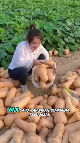 Disscount 50% + freeship #gardening #bijilabu #seeds 