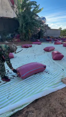 Hôm nay 30 rồi ạ , rạch nhanh còn kịp đón tết dương lịch ạ !   Chuyên đề khoe , phông , bạt và rạch cũng sắp khép lại , chúc bà con đầu tuần sức khoẻ !#81gialai #leduonggialai #xuhuongtiktok #taynguyen #fypシ゚ #caphe #nongdan #cuocsongthuongngay #nongsan #chupah #pleiku #phôngbat #iamonong #baobi 