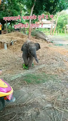 #छावा #rishisantosh247 #4ru247 #foryou #fyp 