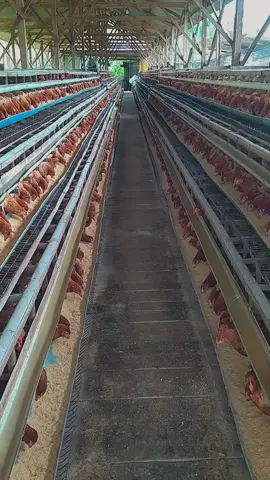 welcome 2025 semoga berkah🥚 #masukberanda #tiktok #ayampetelur #pullet #layers #peternakmuda #kandangayam #kendal #telur #peternakindonesia🇲🇨  #fouryoupage #xybca #fypviralシ 