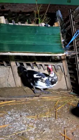 konten komedi lucu fyp tahun baru 2025#lucu #kontenhiburan #bodor #kontenlucu #funny #komedikocak #hiburan #aneh #komedi #fyp 